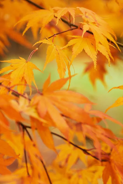 Autumn park  leaf background — Stock Photo, Image