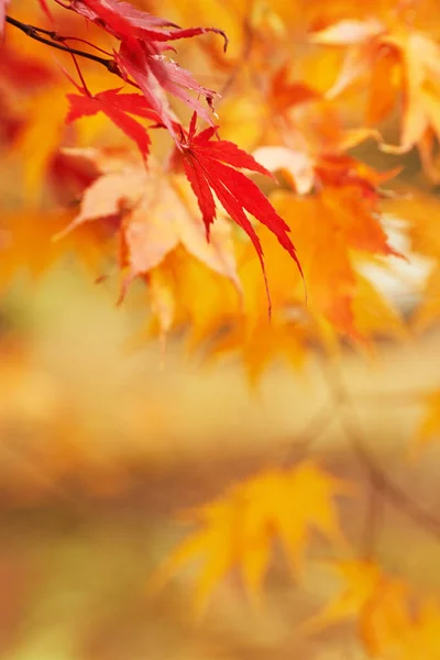 秋天的公园叶背景 — 图库照片