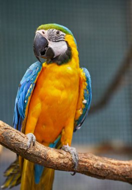 Mavi ve Altın makavı 