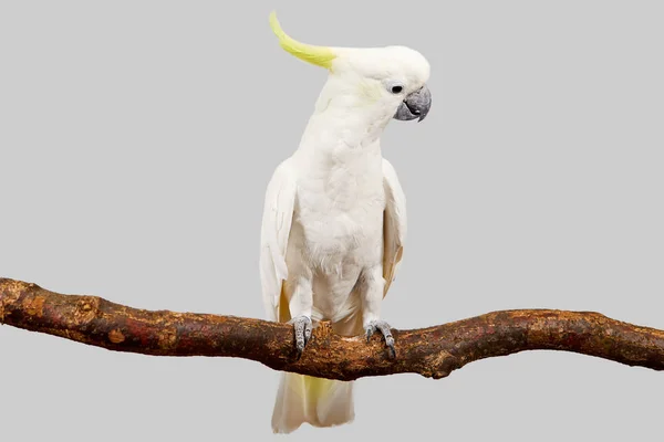 Cacatua-de-enxofre — Fotografia de Stock