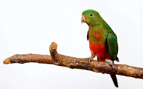 Pappagallo verde. Isolato riprese in studio — Foto Stock