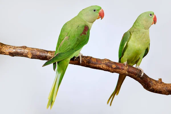 Ζευγάρι της Αλεξανδρινής parakeet — Φωτογραφία Αρχείου