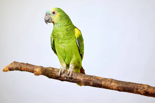Παπαγάλος Amazon πράσινο κάθεται σε ένα κλαδί δέντρου — Φωτογραφία Αρχείου