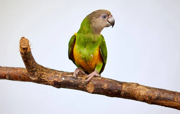 Loro Amazonas verde sentado en una rama de árbol —  Fotos de Stock