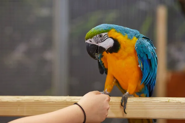 Guacamayo azul y oro — Foto de Stock