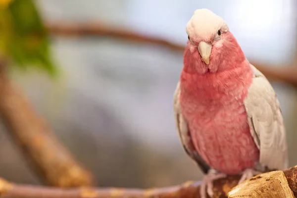 粉红凤头鹦鹉，粉红鹦鹉 — 图库照片