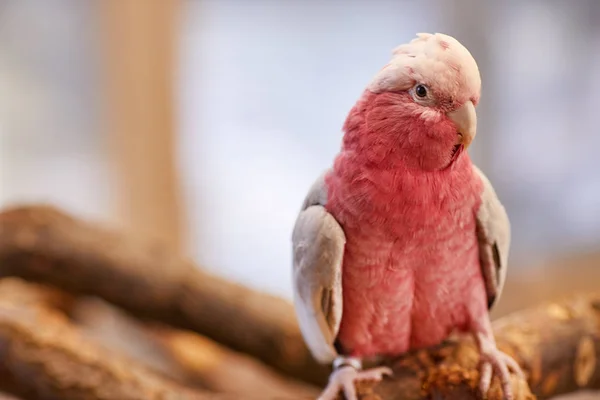 粉红凤头鹦鹉，粉红鹦鹉 — 图库照片
