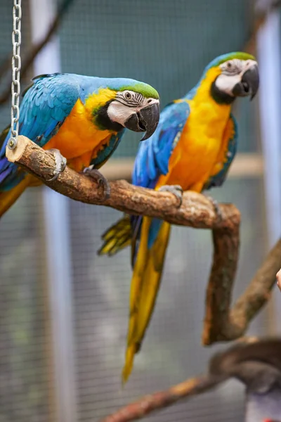 Dos coloridos loros guacamayos sudamericanos — Foto de Stock