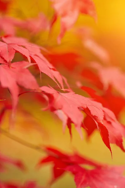 红色和橙色的叶子 — 图库照片