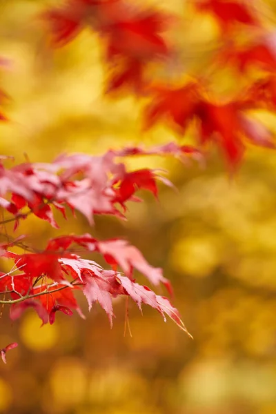 Red and Orange Leaves — Stock Photo, Image