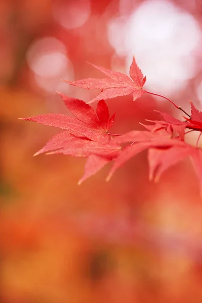 Rot und orange Blätter — Stockfoto