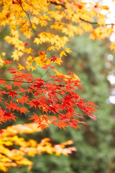 Красные и оранжевые листья — стоковое фото