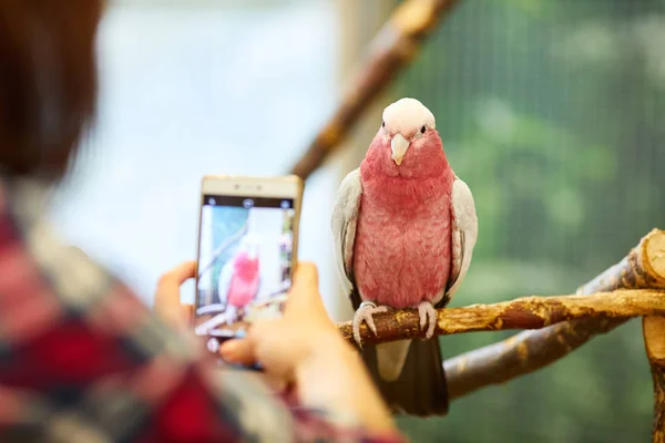 Λαμβάνοντας μια εικόνα του ένα παπαγάλο — Φωτογραφία Αρχείου