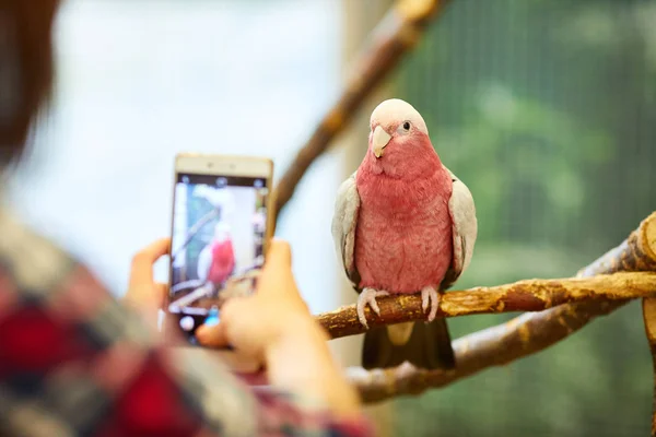 Scattare una foto di un pappagallo — Foto Stock