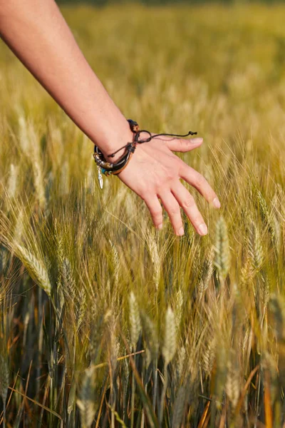 Mão no campo de trigo . — Fotografia de Stock