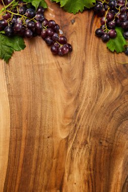 yeşil yaprakları ile olgun mor üzüm 