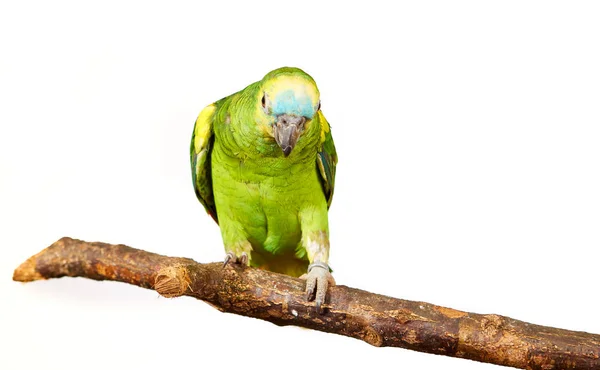 Pappagallo amazzone verde sul ramo — Foto Stock