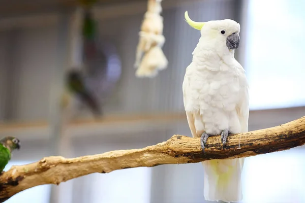 Cockatoo seduto sul trespolo — Foto Stock