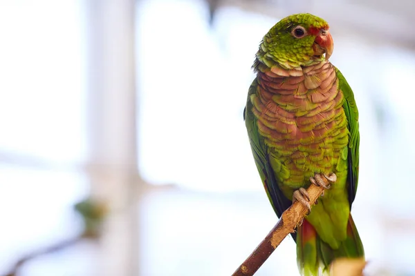 Grüner Jaco-Papagei auf Zweig — Stockfoto