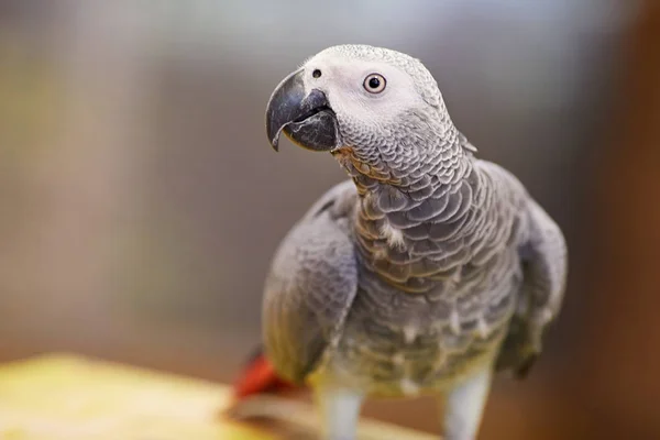 Amazona gris africana —  Fotos de Stock