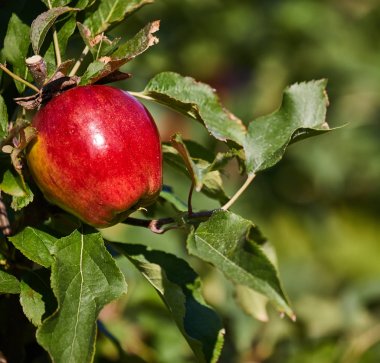 Parlak lezzetli elma  