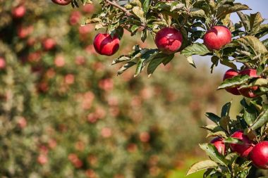 elma meyve meyve bahçesi ağacında üzerinde