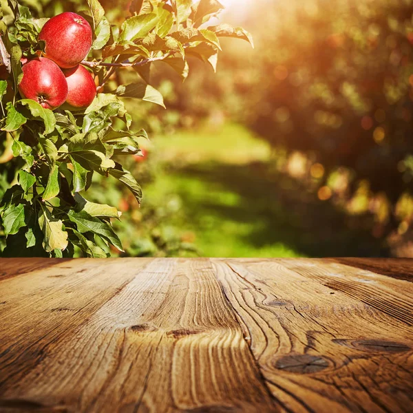 Tablo alanı ve elma Bahçe 