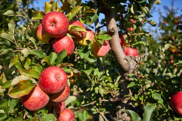 빛나는 맛 있는 사과 — 스톡 사진