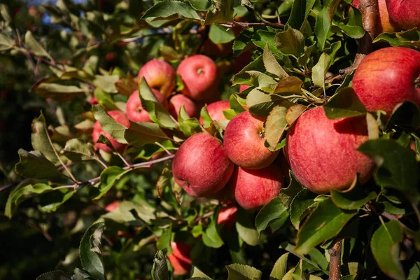 과일 과수원에서 나무에 사과 — 스톡 사진