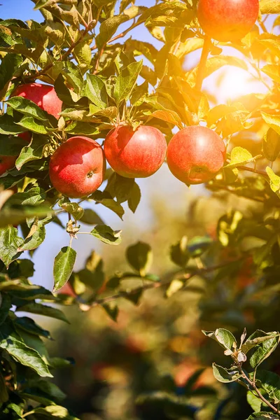 Яблоки на дереве в фруктовом саду — стоковое фото