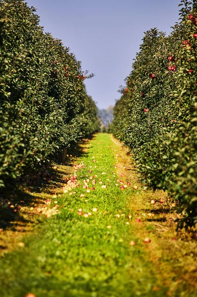 Elma ağaçlarda meyve bahçesi  