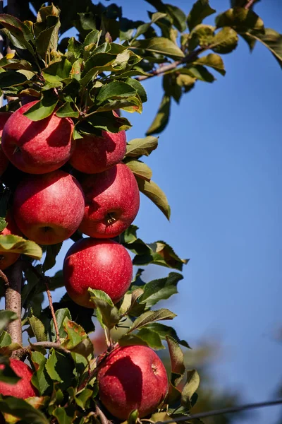 과일 과수원에서 나무에 사과 — 스톡 사진