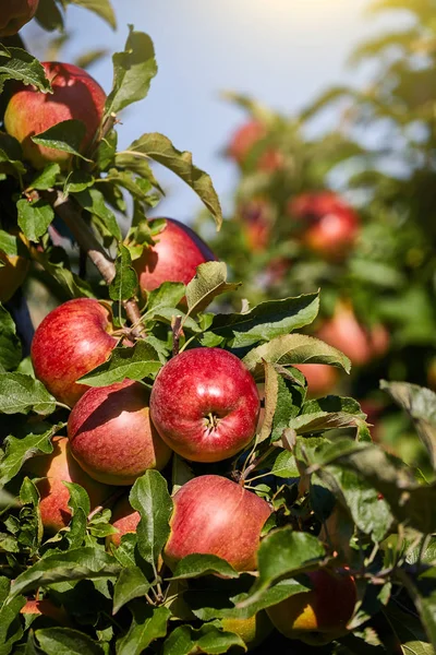 Apples on the tree in fruit orchard — Stock Photo, Image