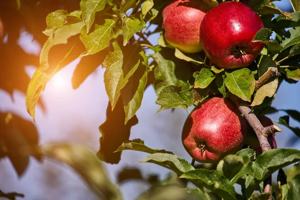 Блестящие яблоки — стоковое фото