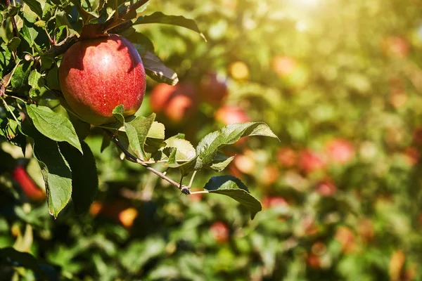 Parlak lezzetli elma  