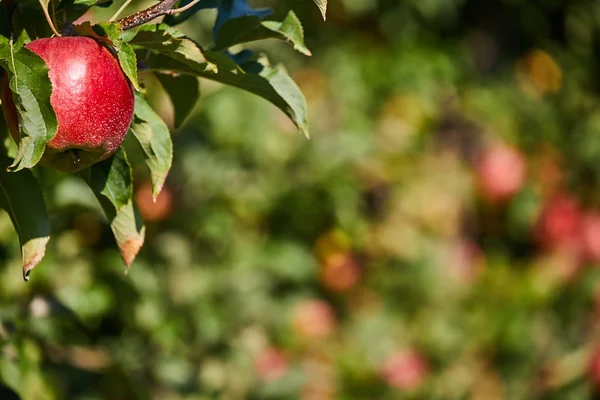 elma meyve meyve bahçesi ağacında üzerinde