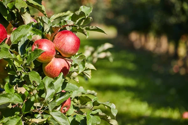 elma meyve meyve bahçesi ağacında üzerinde