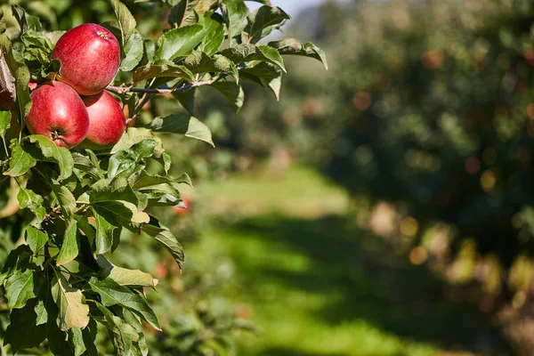 Glänsande läckra äpplen — Stockfoto