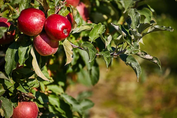 Apples on the tree in fruit orchard — Stock Photo, Image