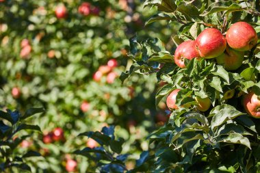 elma dalı yakın çekim