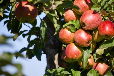 elma dalı yakın çekim