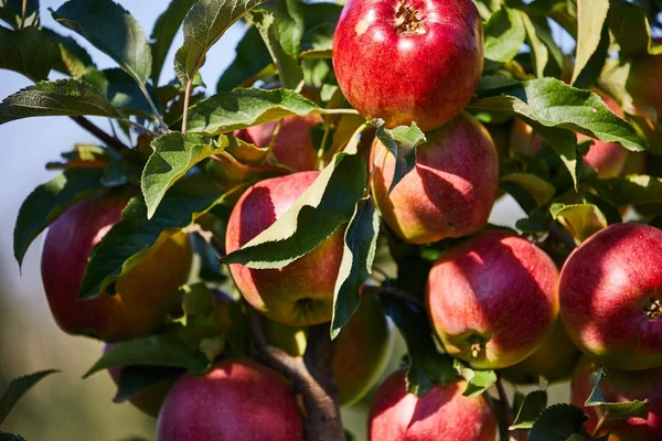 Close up of apples on branch — Stock Photo, Image