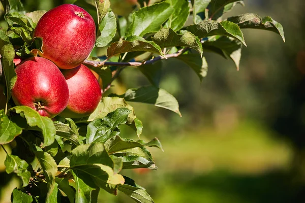 Close up van appels op tak — Stockfoto