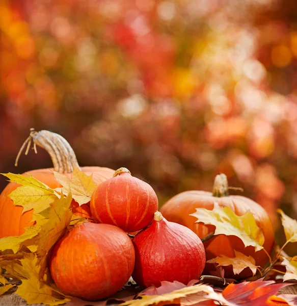 Pompoenen op een tabel met herfst bladeren — Stockfoto