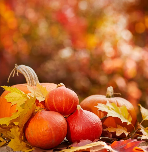 Citrouilles sur une table aux feuilles d'automne — Photo