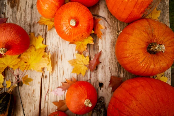 Calabazas Fondo, vista superior . — Foto de Stock