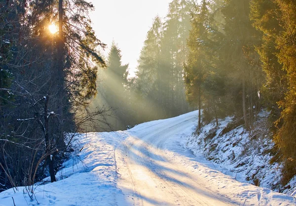 Snötäckta träd i bergen vid solnedgången. Vackra vinter — Stockfoto