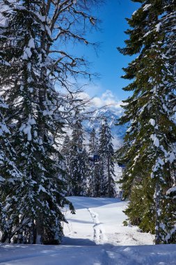 köknar kış dağ ağaçta