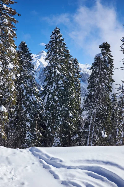 köknar kış dağ ağaçta