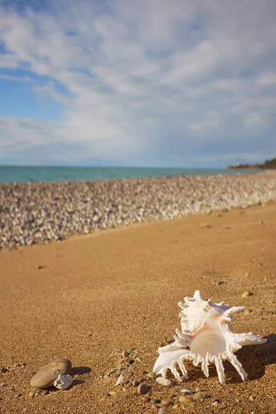 Conch Shells Beach Sand — Stock Photo, Image